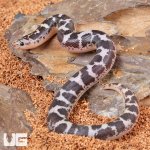 ug_Baby_Anery_Kenyan_Sand_Boa_5.jpg