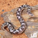 ug_baby_anery_kenyan_sand_boa_4.jpg