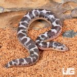 ug_baby_anery_kenyan_sand_boa_3.jpg