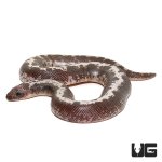 ug_baby_anery_stripe_kenyan_sand_boa_4.jpg