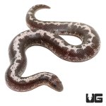 ug_baby_anery_stripe_kenyan_sand_boa_2.jpg