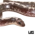 ug_baby_anery_stripe_kenyan_sand_boa_1.jpg