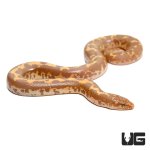 ug_baby_albino_kenyan_sand_boa_3.jpg