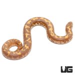 ug_baby_albino_kenyan_sand_boa_2.jpg