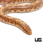ug_baby_albino_kenyan_sand_boa_1.jpg