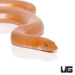 ug_baby_albino_stripe_kenyan_sand_boa_3.jpg