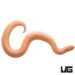 ug_baby_albino_stripe_kenyan_sand_boa_2.jpg