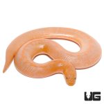 ug_baby_albino_stripe_kenyan_sand_boa_1.jpg