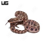 ug_CB_Baby_Brazilian_Rainbow_Boa_1_2.jpg