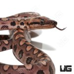 ug_CB_Baby_Brazilian_Rainbow_Boa_1_1.jpg