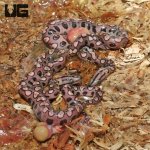 ug_cb_Baby_Brazilian_Rainbow_Boa_5.jpg