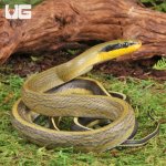 ug_Grabowskis_Cave_Ratsnake_(Sumatran)_4.jpg