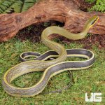 ug_Grabowskis_Cave_Ratsnake_(Sumatran)_3.jpg