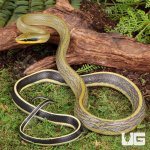 ug_Grabowskis_Cave_Ratsnake_(Sumatran)_2.jpg
