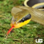 ug_Grabowskis_Cave_Ratsnake_(Sumatran)_1.jpg