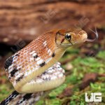 ug_Baby_Radiated_Ratsnake_3.jpg