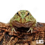 ug_peppermint_pacman_frog_4.jpg