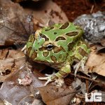 ug_peppermint_pacman_frog_3.jpg