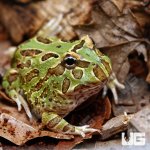 ug_peppermint_pacman_frog_1.jpg