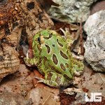 ug_peppermint_pacman_frog_2.jpg