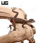 ug_baby_brown_basilisk_4.jpg