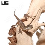 ug_baby_brown_basilisk_3.jpg
