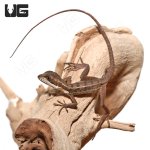 ug_baby_brown_basilisk_2.jpg