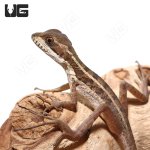 ug_baby_brown_basilisk_1.jpg