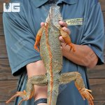 ug_4_5_Ft_Iguana_3.jpg