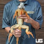 ug_4_5_Ft_Iguana_1.jpg