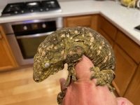 IMG_2399.jpeg