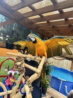blue-gold-bird-for-sale.jpg