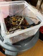 IMG_4338.jpeg