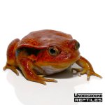 ug_tomato_frog_1.jpg