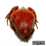 ug_tomato_frog_2.jpg