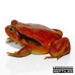 ug_tomato_frog_3.jpg