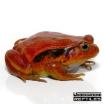 ug_tomato_frog_4.jpg