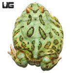ug_adult_peppermint_pacman_2_4.jpg