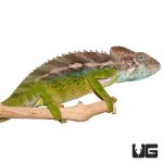 ug_42721_verrucosus_chameleon_3.jpg