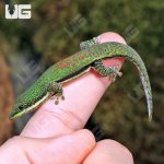 ug_Lined_Day_Gecko_1.jpg