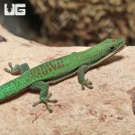 ug_Lined_Day_Gecko_5.jpg