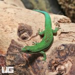 ug_Lined_Day_Gecko_4.jpg