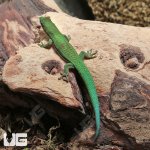 ug_Lined_Day_Gecko_3.jpg