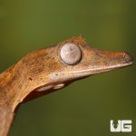 ug_lined_flat_tail_gecko_4.jpg