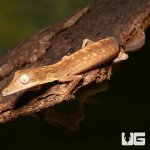 ug_lined_flat_tail_gecko_3.jpg