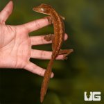 ug_lined_flat_tail_gecko_2.jpg