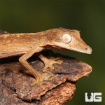 ug_lined_flat_tail_gecko_1.jpg