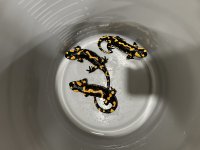 salamandra.jpg
