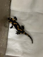 thumbnail_IMG_0797.jpg