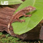 ug_Baby_Dalmatian_Cappuccino_Crested_Gecko_4.jpg